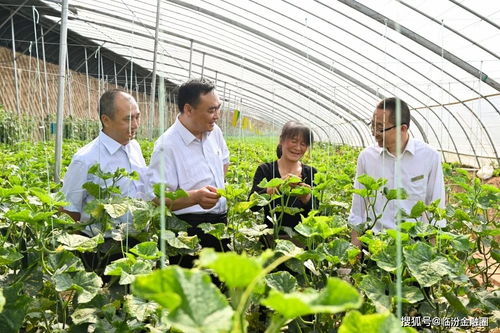 翼城聯社支持千畝蔬菜園區帶動群眾致富奔小康